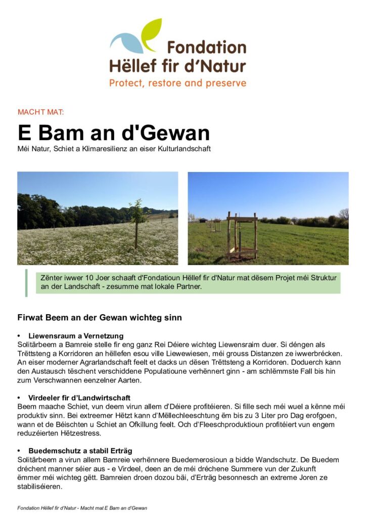 E Bam an d'Gewan - Gratis Bamplanzprojet fir Iech